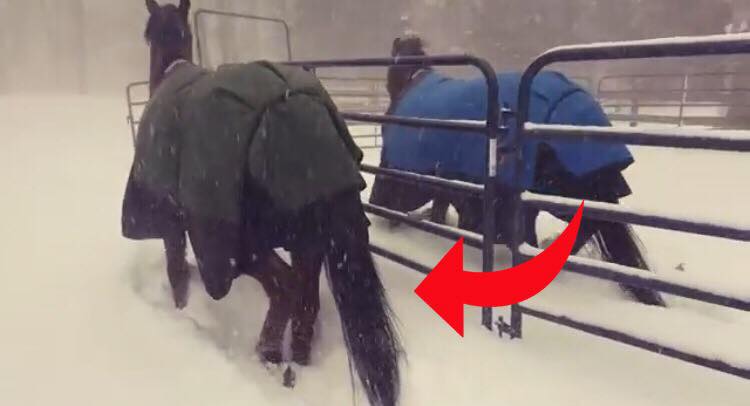 Hestene bliver lukket ud i den hvide nyfaldne sne - Deres reaktion er noget de fleste